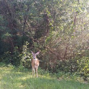 Meet your Posher, Carol anne huffstutler